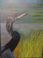 Anhinga