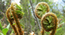 Bracken