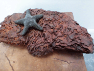 Sea Star